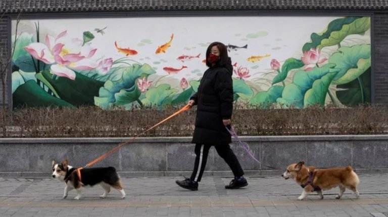 a-resident-walks-her-dogs-in-beijing