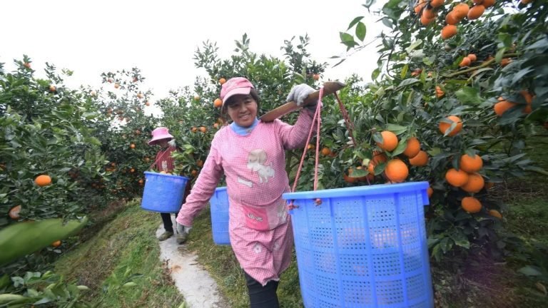 farmers-harvesting-fruit-in-guizhou-province